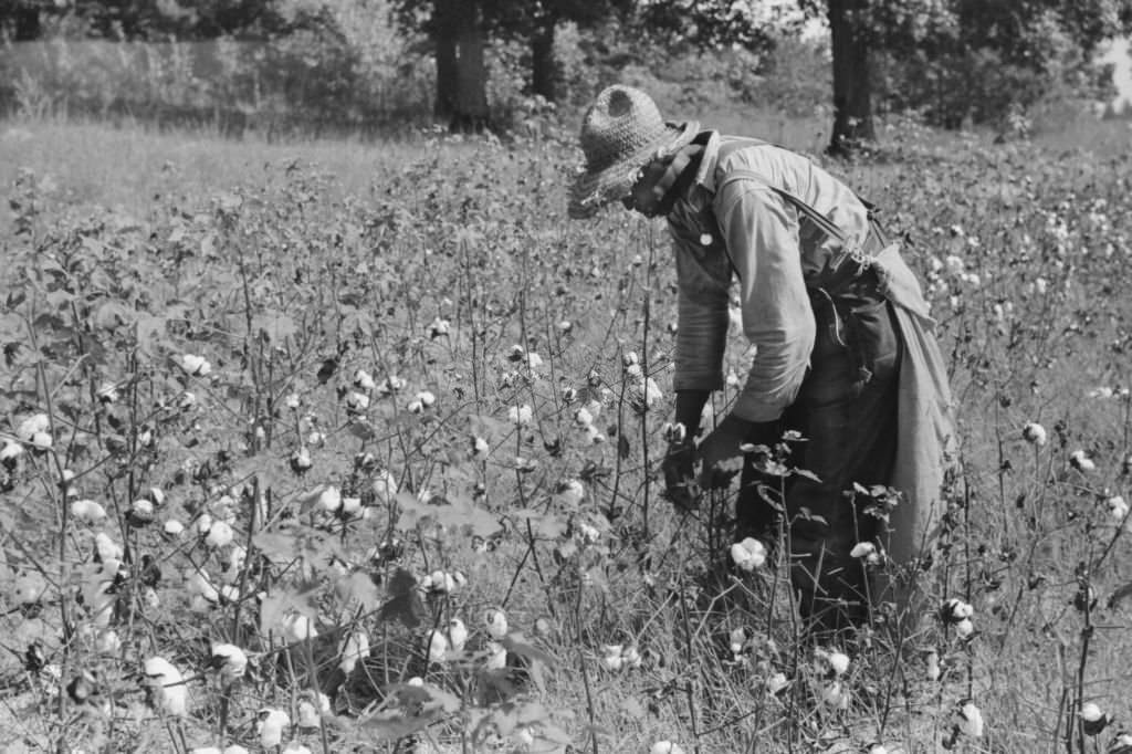 #19 Sharecropper Picking Cotton in Field, near Chapel Hill, North Carolina, September 1939