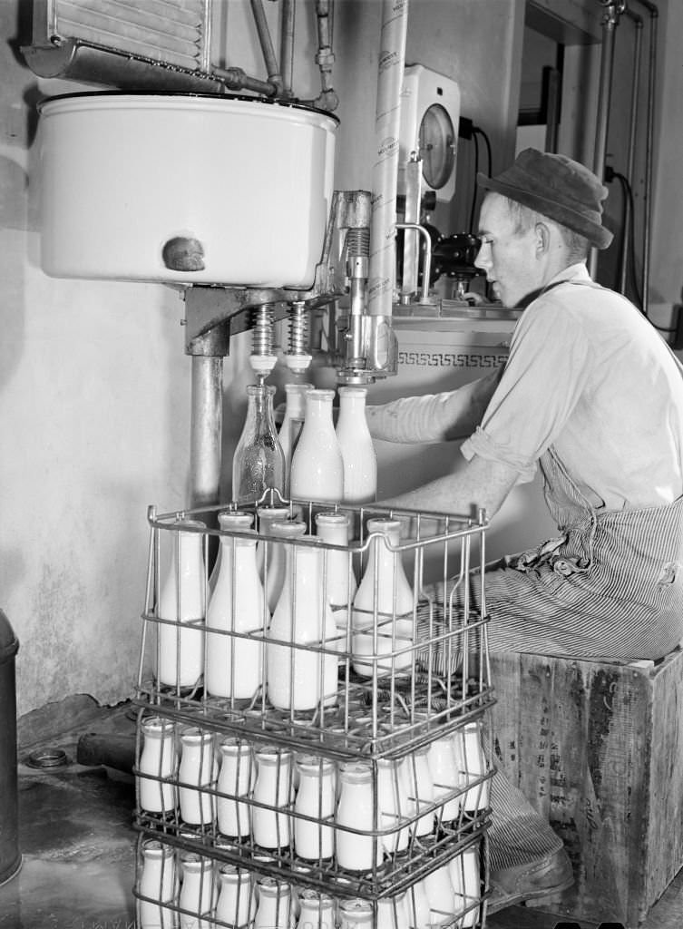 #124 Dairy Farmer, a Farm Security Administration (FSA) Tenant Purchase Borrower, bottling Milk at Pasteurizing Plant, Caswell County, North Carolina, October 1940