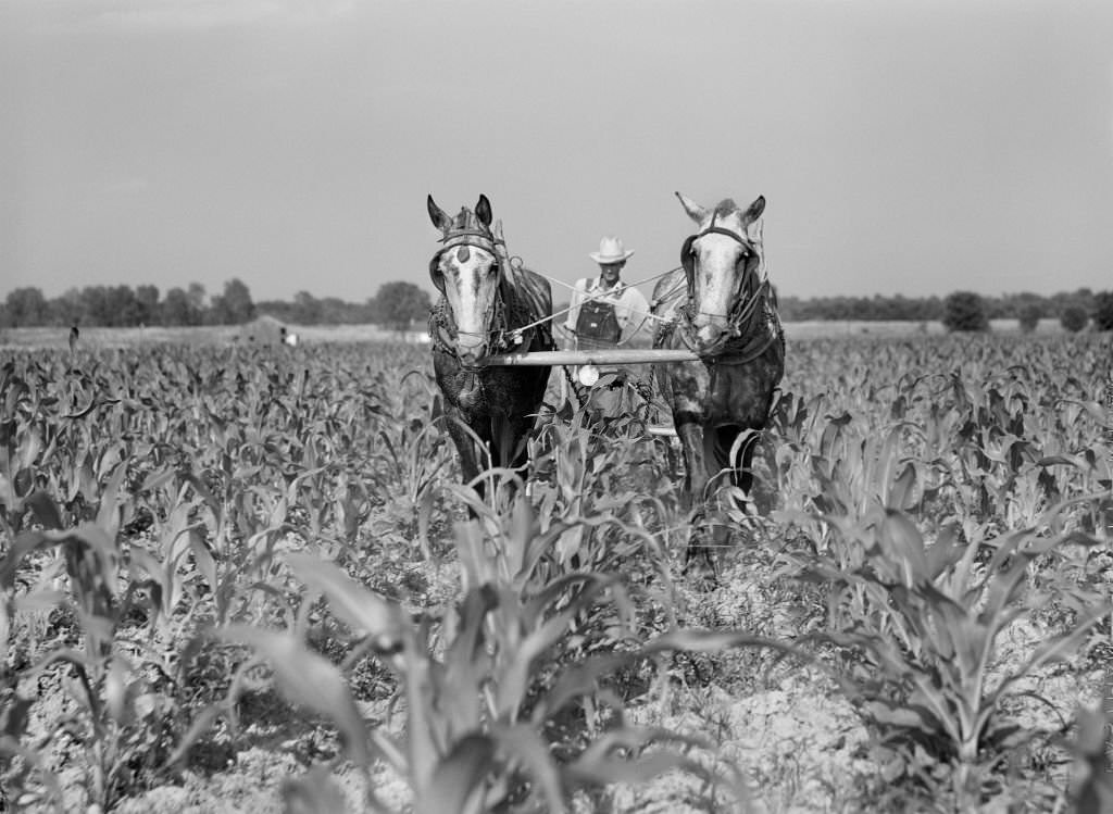 #136 J.D. Anglin, cultivating his Corn with a pair of Mares, Transylvania Resettlement Project, Transylvania, Louisiana, 1940