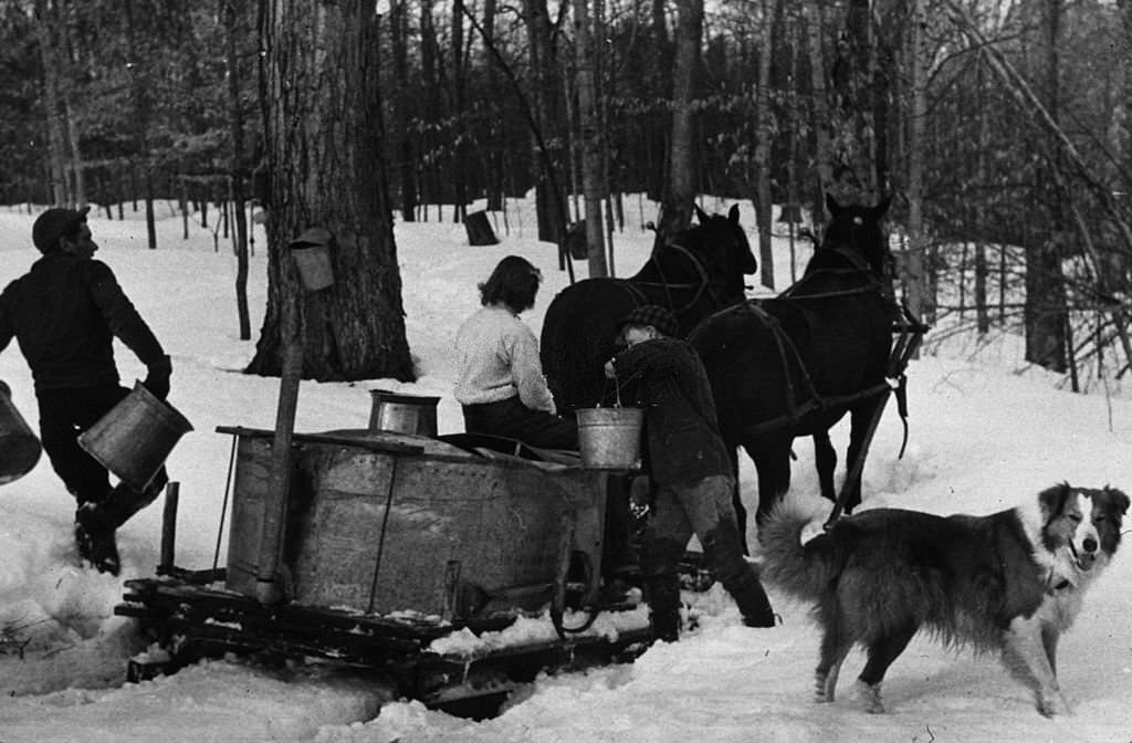 #139 People on a farm in North Bridgewater, Vermont, gathering sap from sugar trees to make maple syrup, 1940