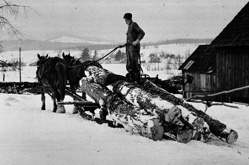 #146 A hired man hauling logs with a sled and a team near Waterbury, Vermont, March 1940