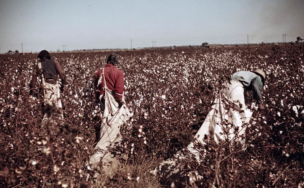 #160 Day labourers picking cotton near Clarksdale, Mississippi, 1939