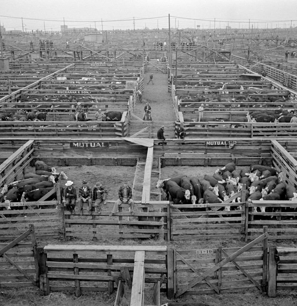 #172 Cattle in Pens at Union Stockyards before Auction Sale, Omaha, Nebraska, September 1941