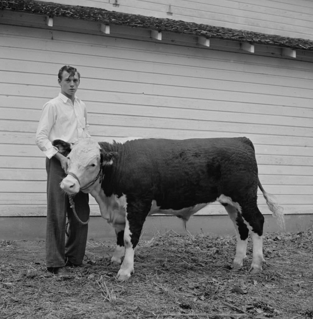 #174 Teen Boy with Hereford Steer, Mitchell, Nebraska, September 1941