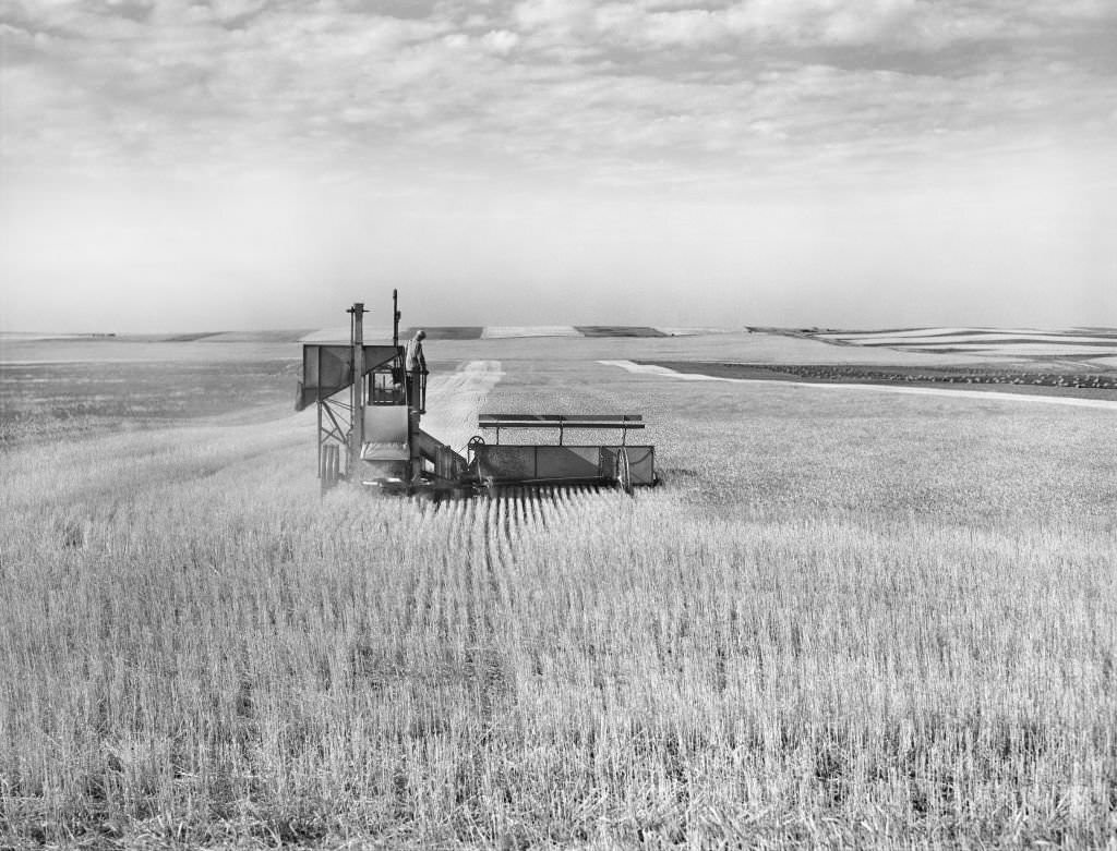 #190 Harvesting wheat with Combine, near Culbertson, Montana, August 1941
