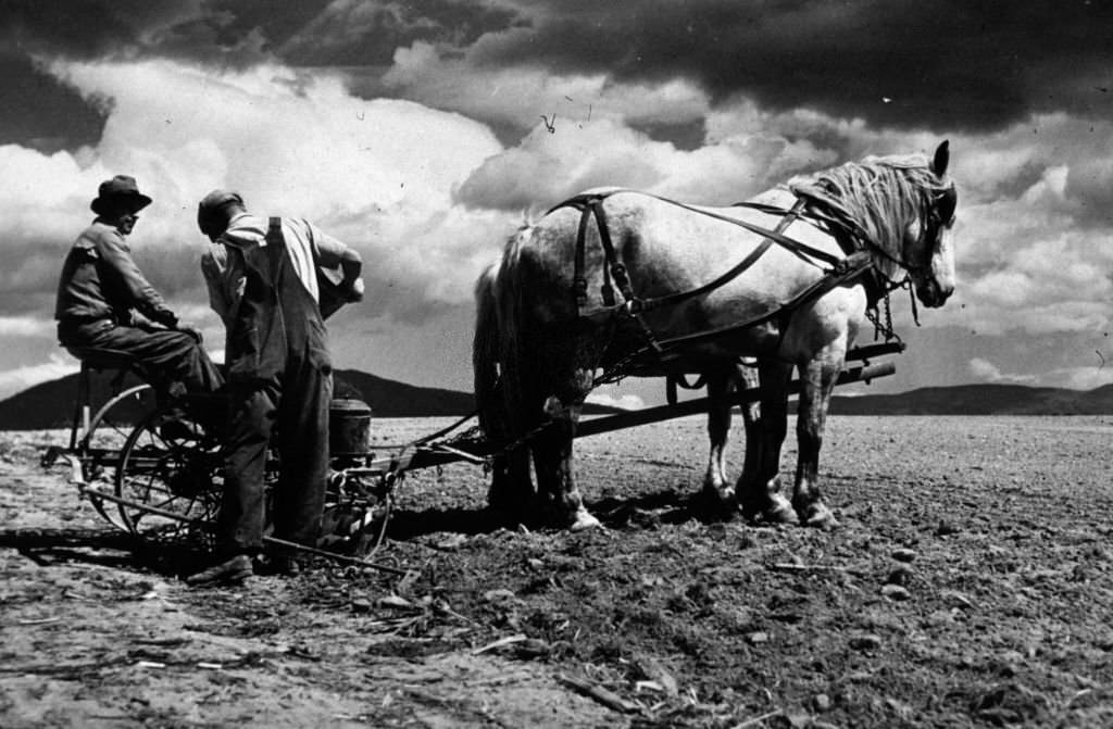 #206 Two men planting corn in a field in the Shenandoah Valley, Virginia, 1941