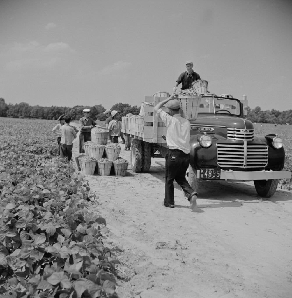 #208 Truck Being Loaded with Bushels of String Beans picked by Day Laborers, New Jersey, July 1941.