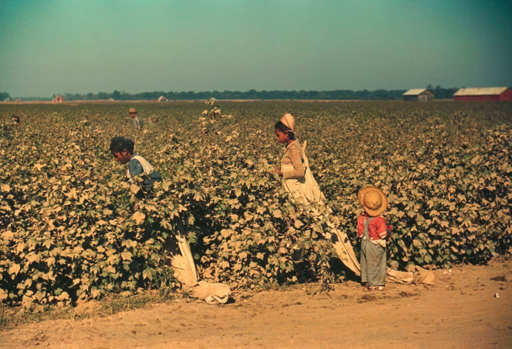 #218 Young Children Day Laborers Picking Cotton, near Clarksdale, Mississippi, 1939