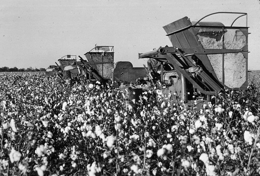 #220 Three cotton picking machines on the Hobson plantation near Clarkesdale, Mississippi, 1939