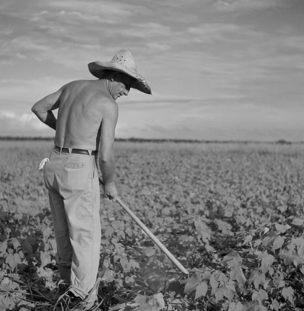 #229 Shirtless Farmer Hoeing Cotton, Allen Plantation Cooperative Association, near Natchitoches, Louisiana, June 1940
