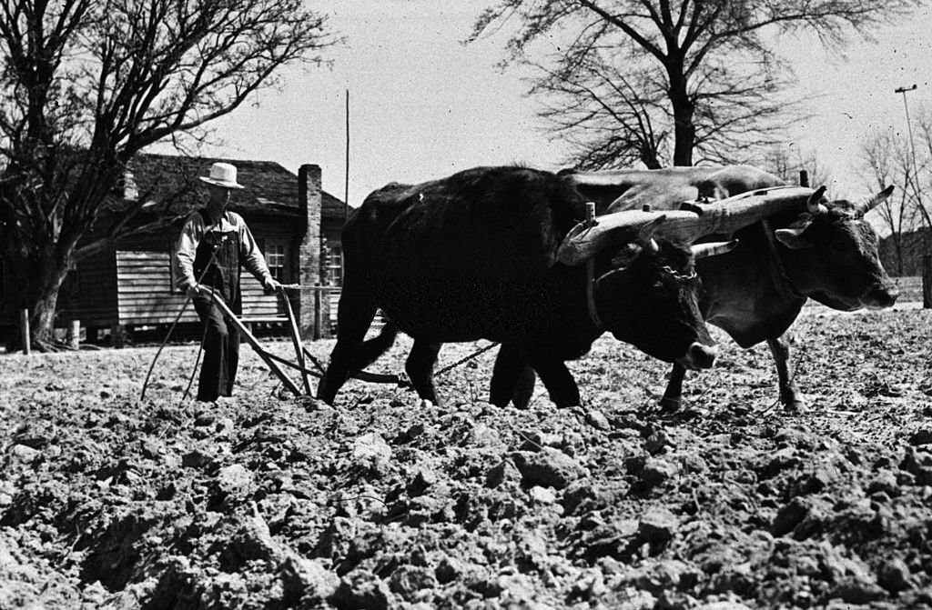 #38 A farmer ploughing with oxen on his land in Coffee County, Alabama, 1939