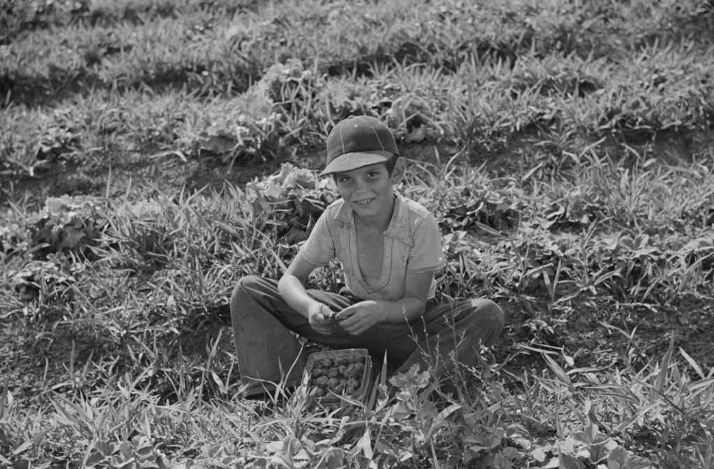 #45 Young Strawberry Picker in Field, near Lakeland, Florida, 1939