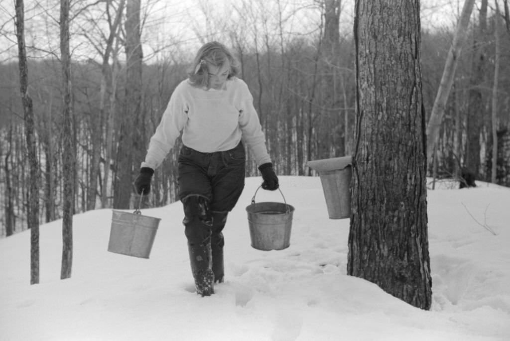 #59 Teenage Girl Gathering Sap from Sugar Maple Trees for Making Maple Syrup, North Bridgewater, Vermont, April 1940