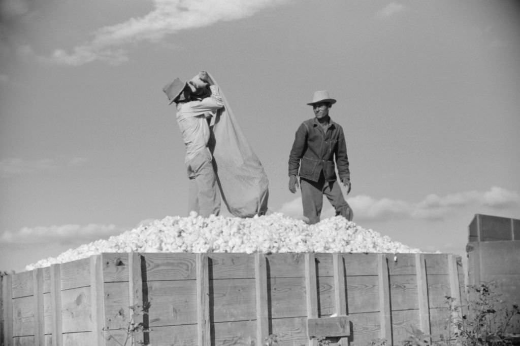 #16 Two Mexican Laborers, contracted by Planters, Emptying Bags of Cotton on Plantation, Perthshire, Mississippi, October 1939