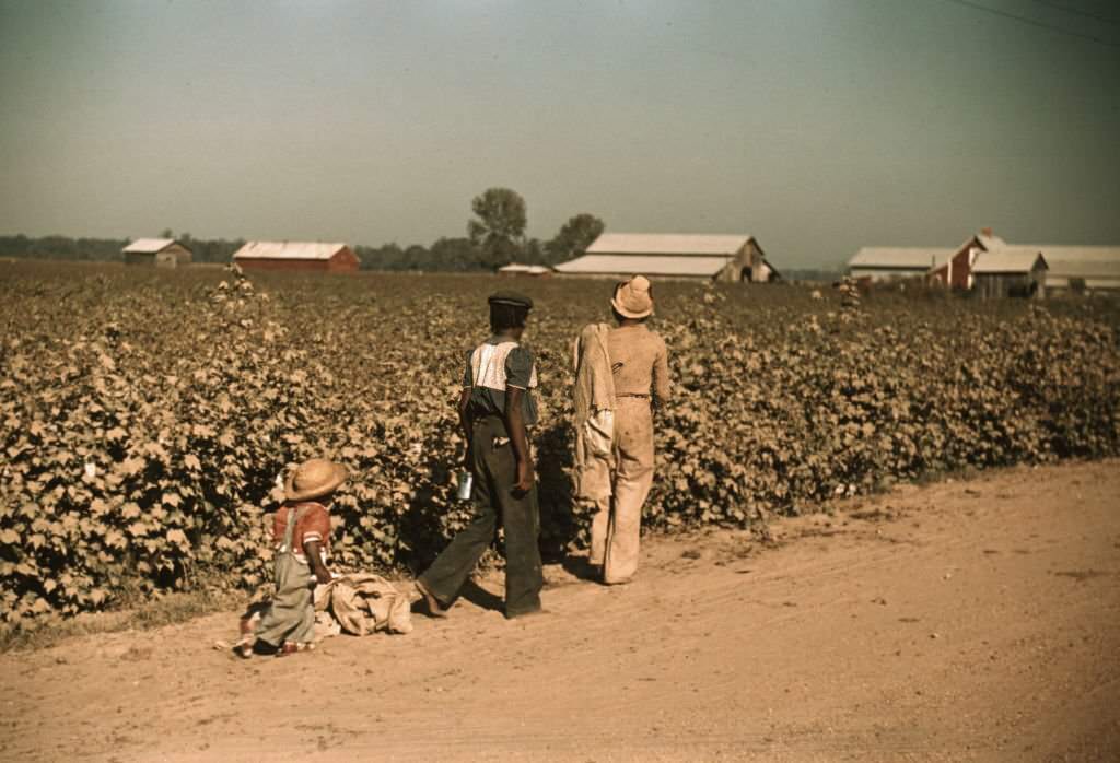 #85 Day laborers picking cotton near Clarksdale, Mississippi, 1940