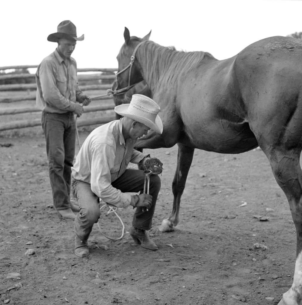 #91 Cowboy Removing Horseshoe from Horse in Ranch Corral, Birney, Montana, 1941