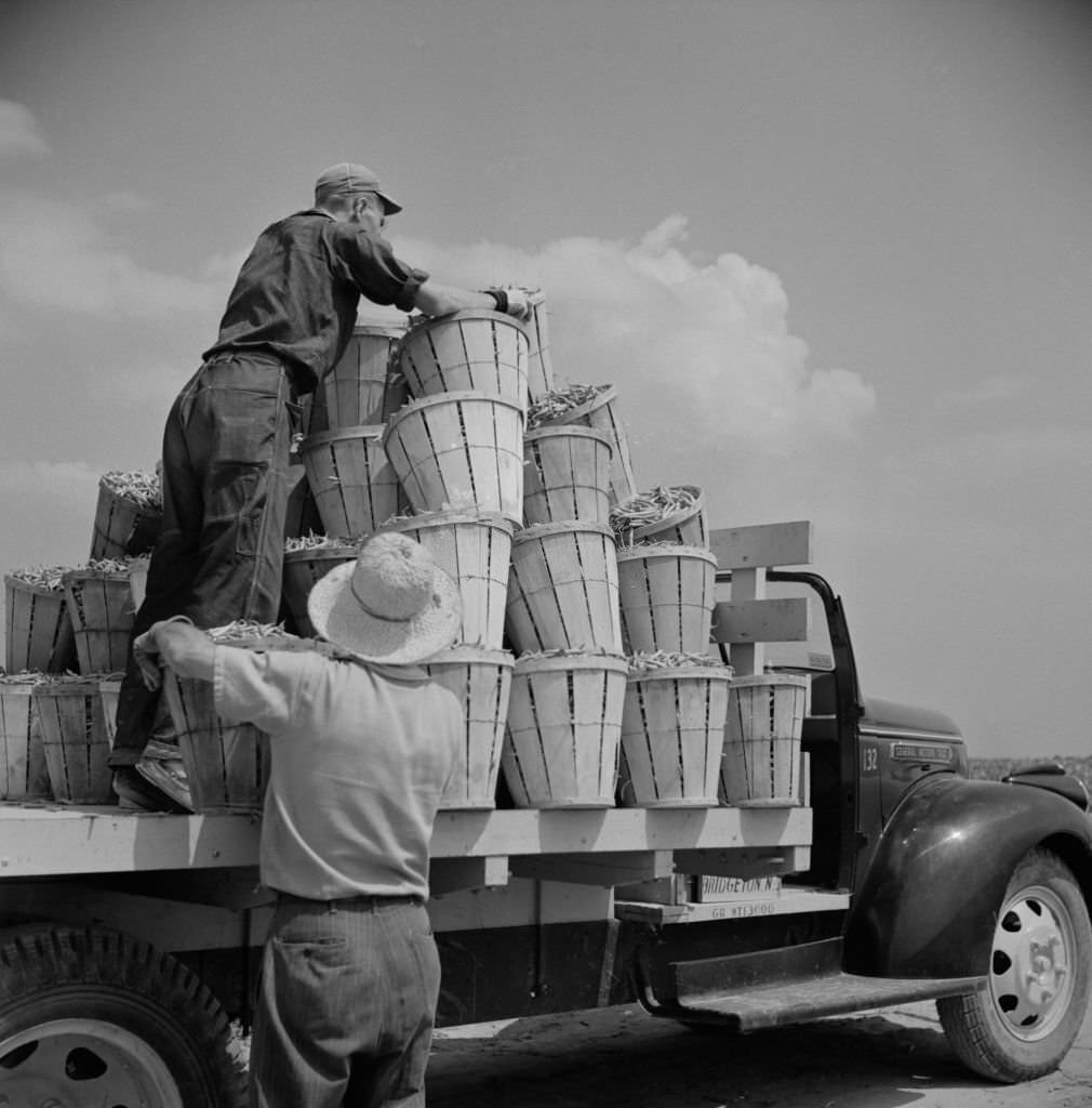 #100 Truck Being Loaded with Bushels of String Beans by Two Day Laborers, New Jersey, July 1941