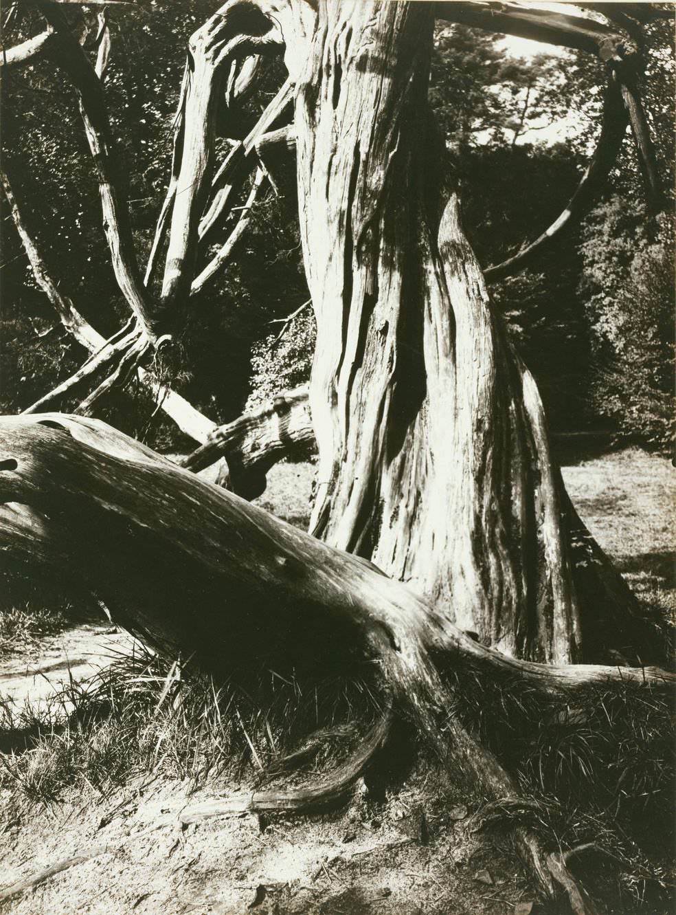 #99 Sapin. Trianon (Pine Tree Trunks at the Trianon), 1915