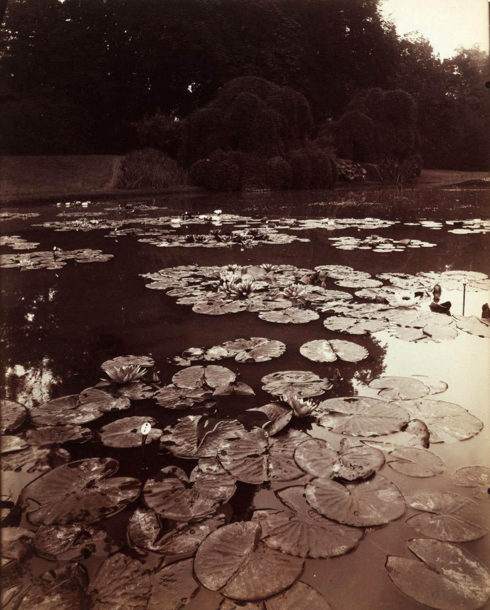#133 Nymphéa. This sparkling landscape of a mass of white water lily blossoms (Nymphéa) is among Atget’s best compositions, 1923