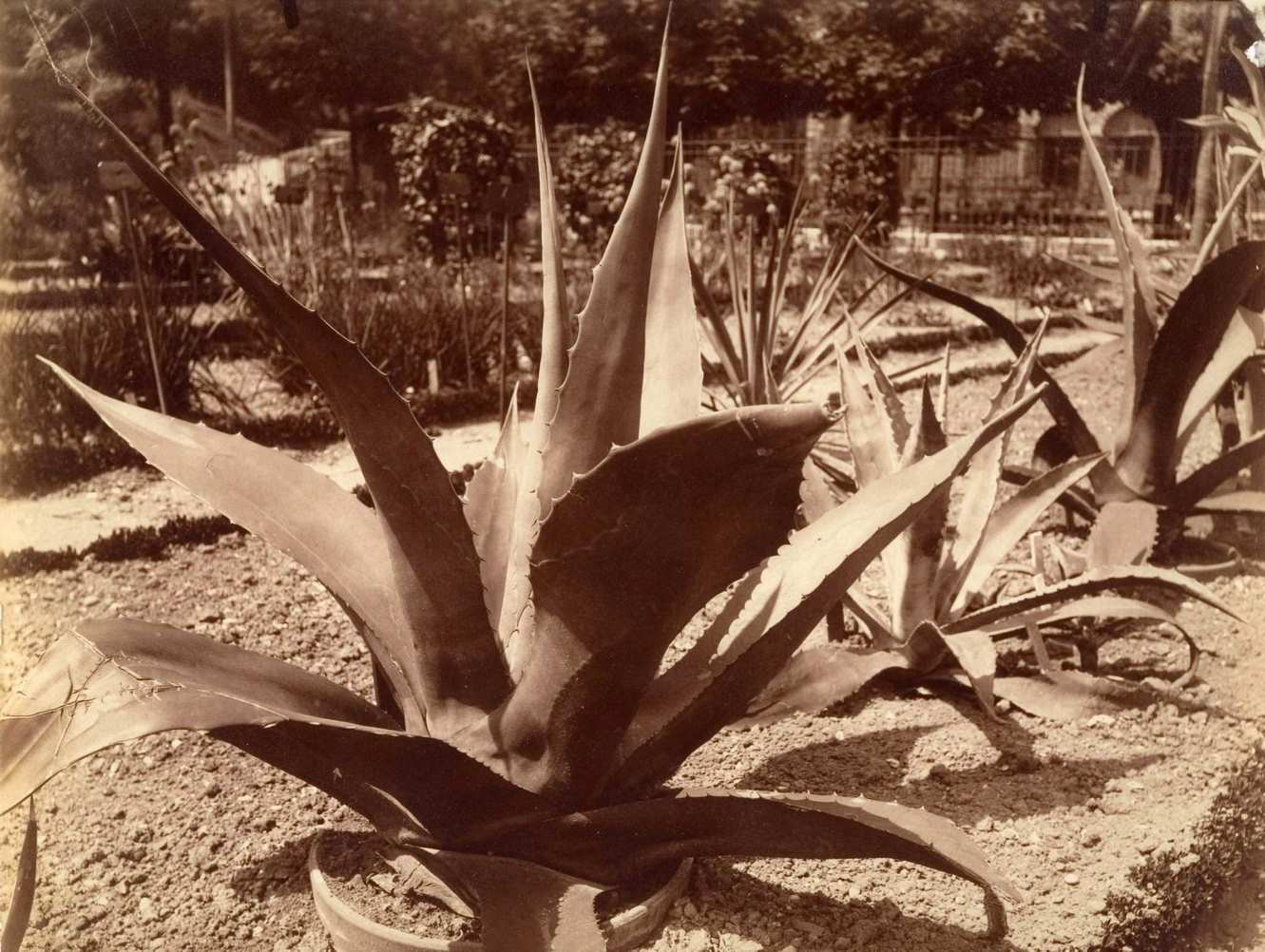 #42 Agave du Mexique, 1920s