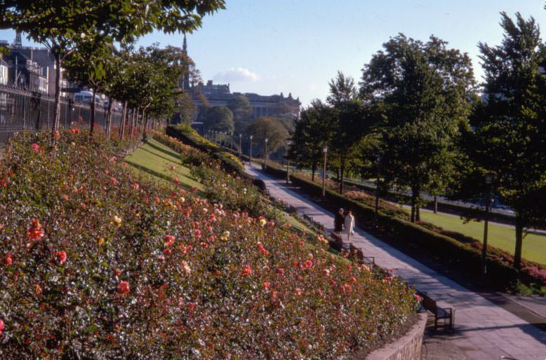 #189 Roses in Prince’s St. Gardens, Edinburgh, Scotland, 1960s