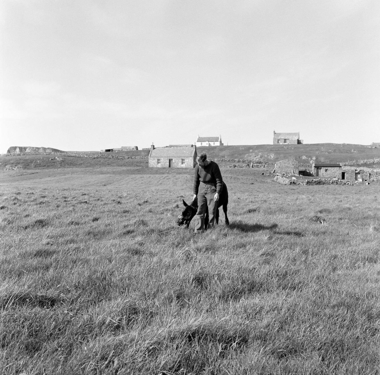 #24 The Bancrofts, who a year ago left the ‘rat race’ of London and Whitstable to make a new start as crofters in the Fair Isle, 1964