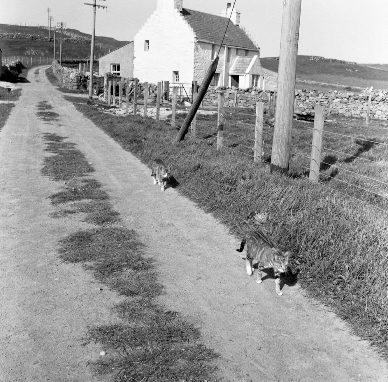 #28 Fair Isle, Scotland, 1964.