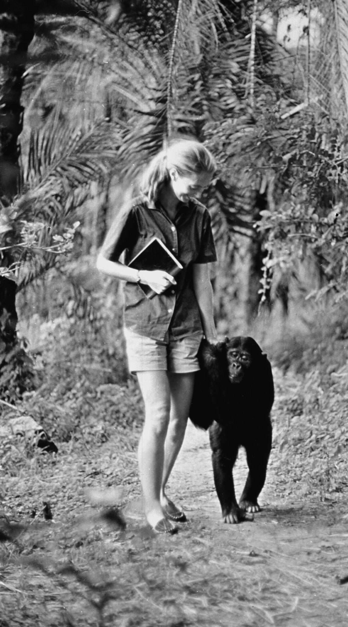 #5 Jane Goodall appears in the television special “Miss Goodall and the World of Chimpanzees” originally broadcast on CBS, Wednesday, December 22, 1965.