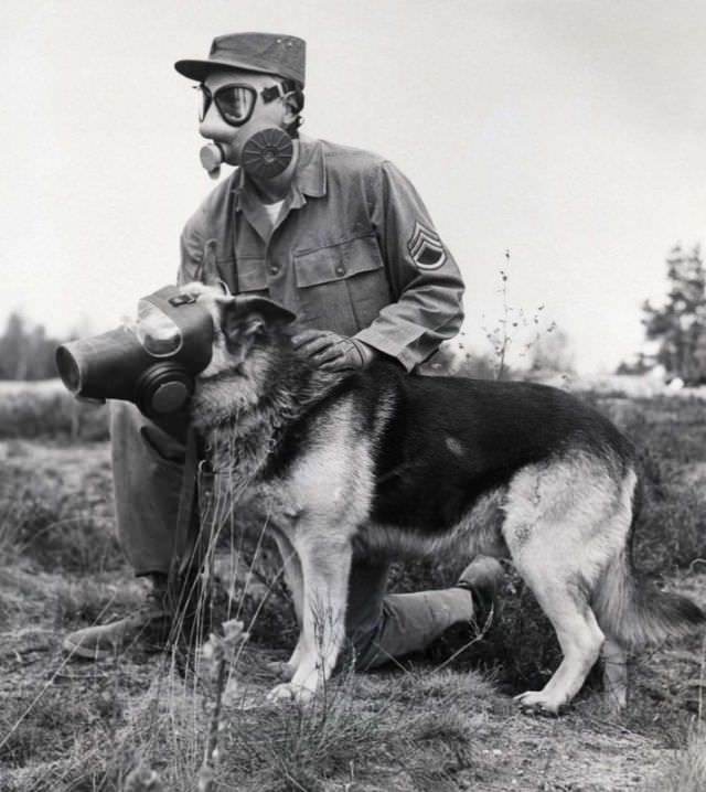 #12 An American soldier and dog participate in drills in Germany. 1955.