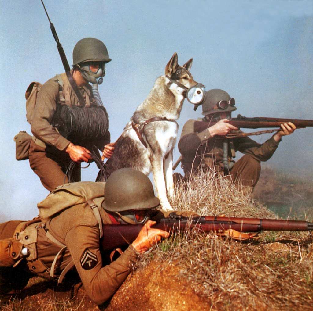 #13 Rin Tin Tin’s War