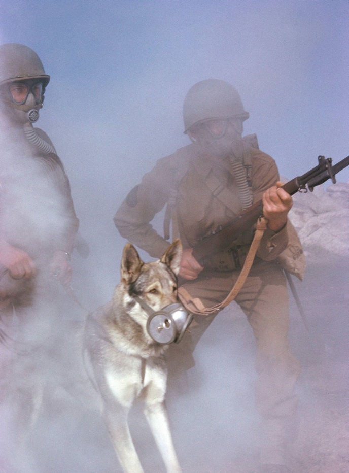 #16 A group of US Army soldiers with a dog with a first aid pack strapped to it wears a special muzzle filter to protect it from gas.
