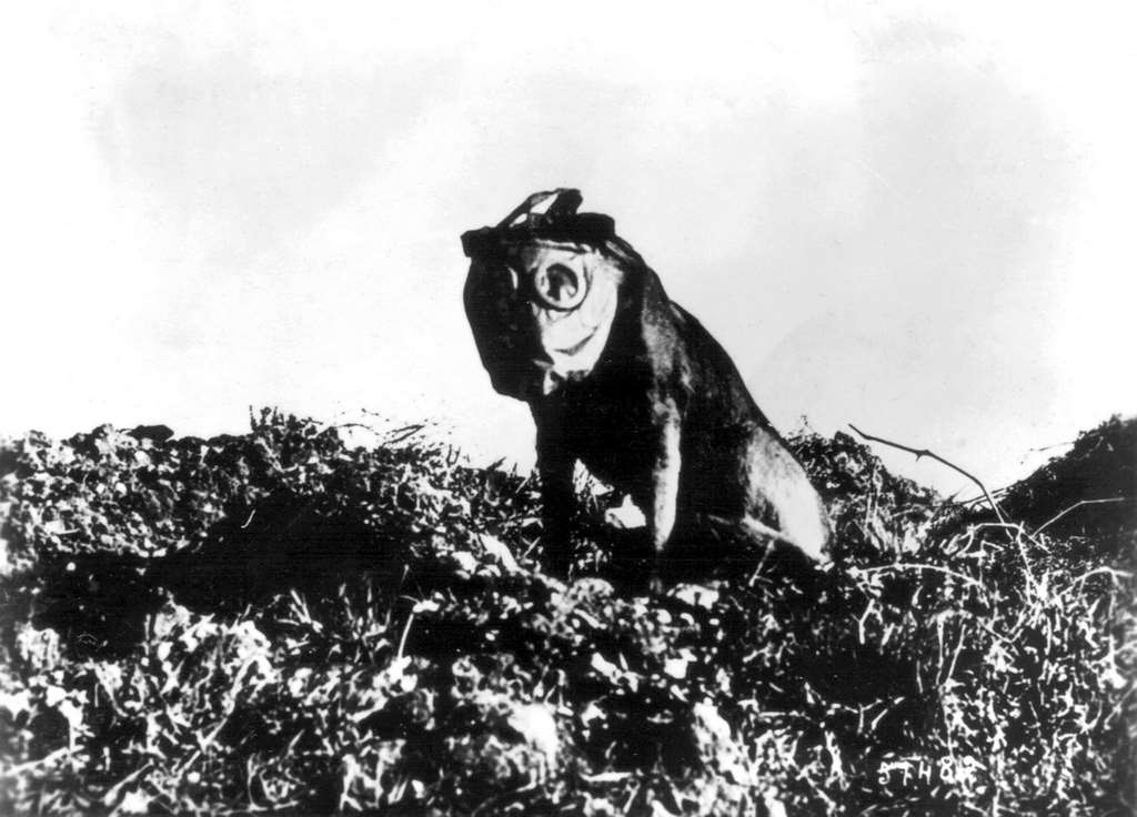 #21 Rol, dog wearing a gas mask, 1918