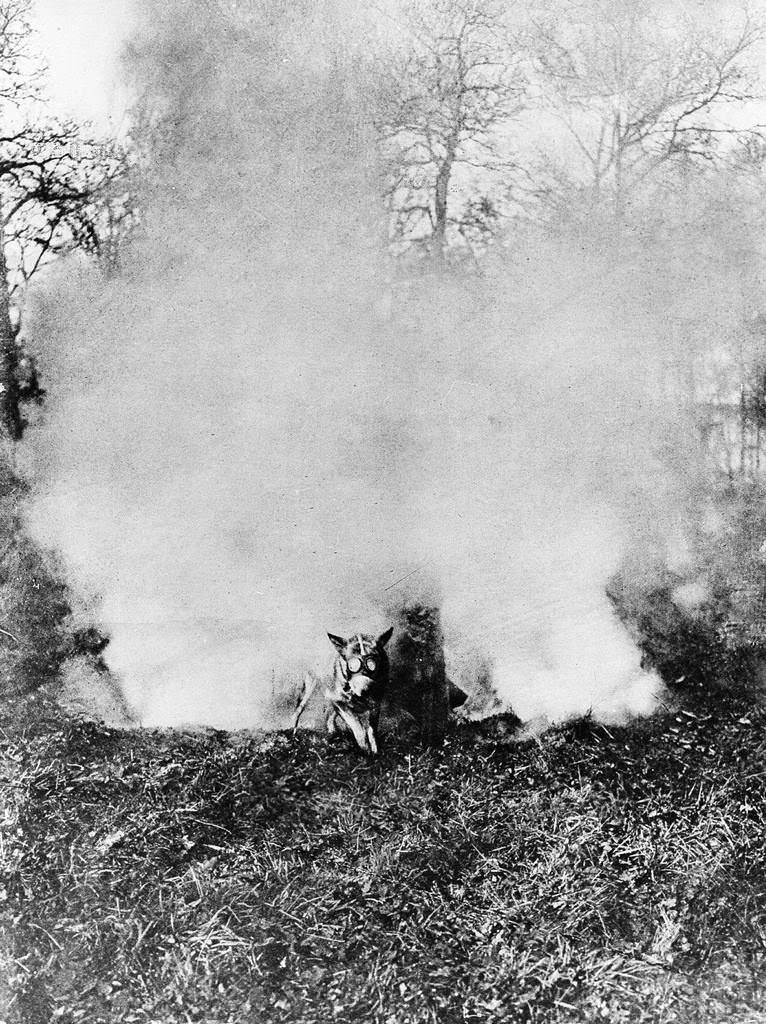 #22 French messenger dog with gas mask that is used for warfare is making his way through a cloud of poison gasspring, 1917
