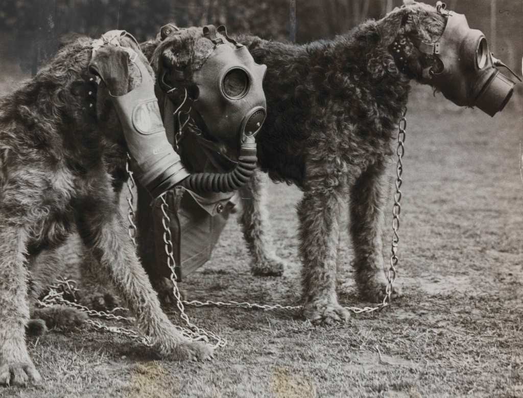 #23 Airedale Terriers Wearing Gas Masks. Gas masks for both dogs and human beings were on exhibition yesterday.