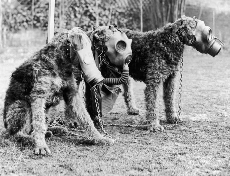 #6 Airedale dogs being trained by Lt Col E. H. Richardson to wear special gas masks at a Surrey kennel. 1939.