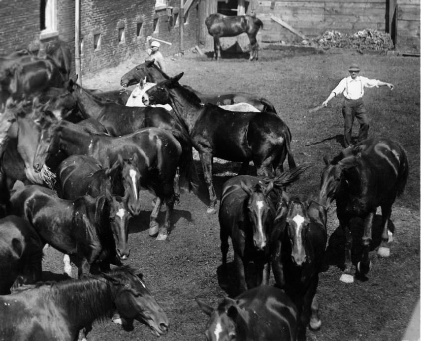 #31 Urban Horse Herd Closeup, 1908