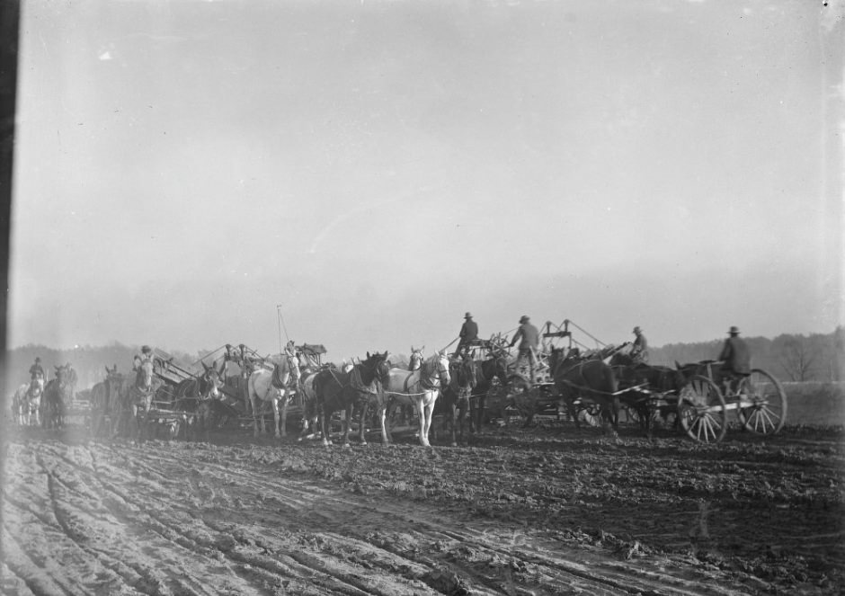 #210 Horses and Mules Pulling Carts in a Field, 1901