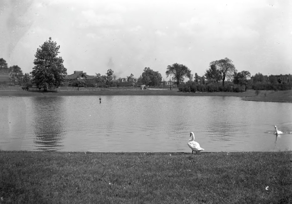 #220 Swans in a Park Pond, 1903