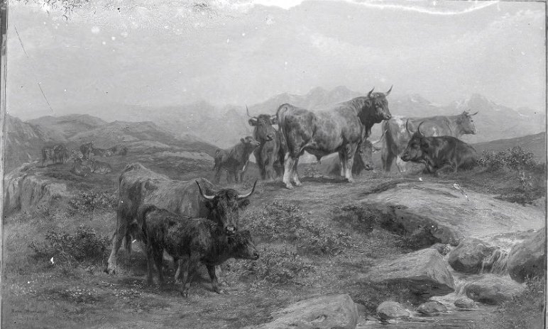 #245 A Painting Titled Beef and Bulls, a Cantal Breed, 1902