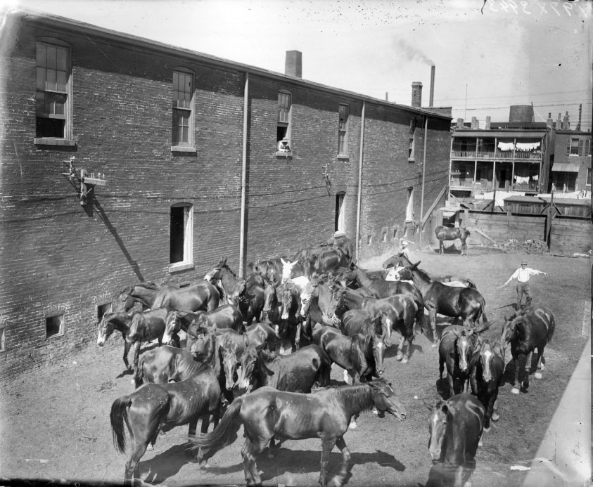 #103 Herd of horses in urban neighborhood. Two men appear to be trying to corral the horses, 1906