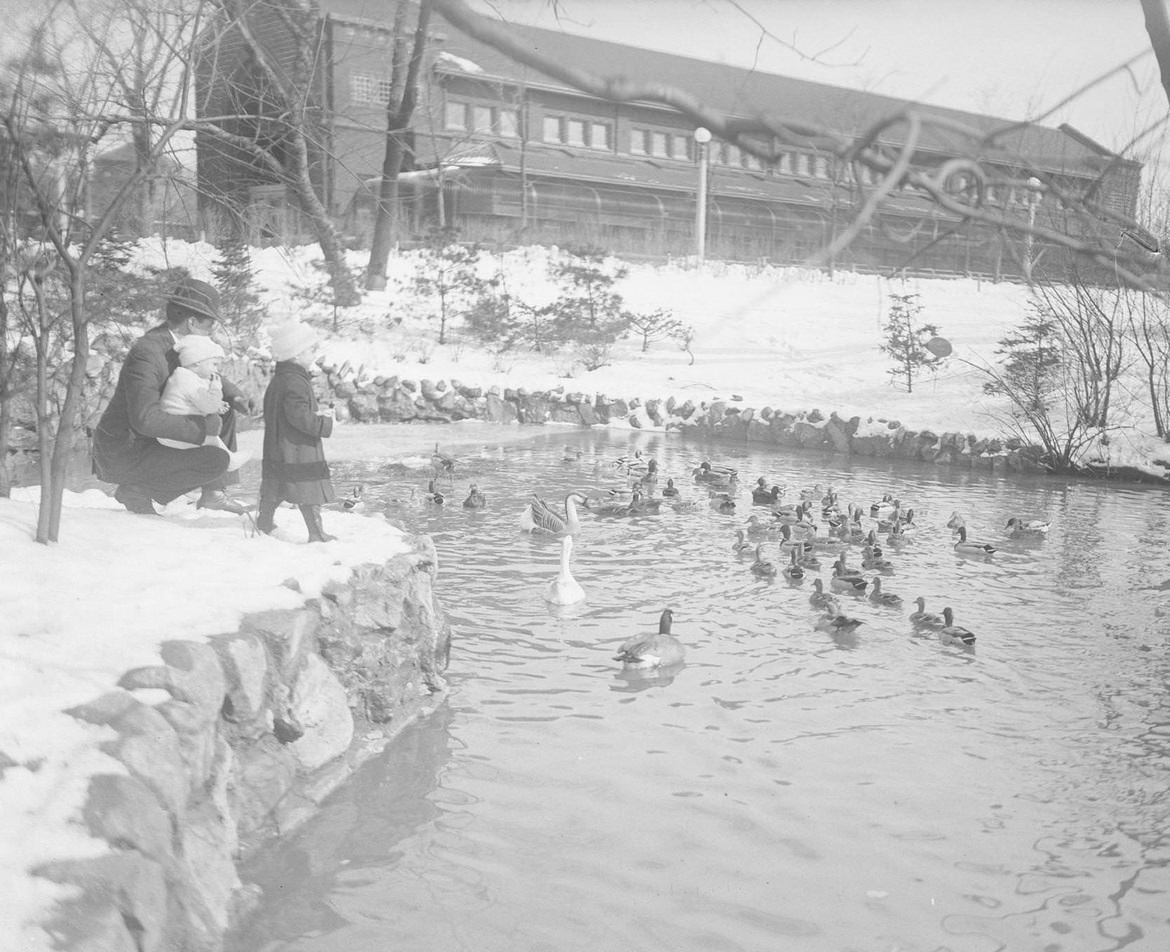 #102 Man and two children feeding ducks that are swimming in a pond in Lincoln Park, Chicago, Illinois, March 13, 1915.
