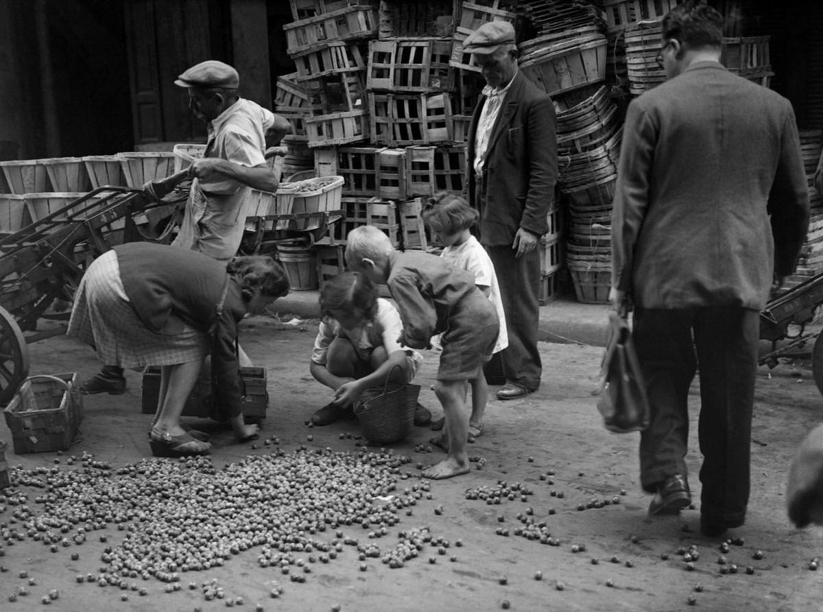 #130 Poor children pick cherries in a street of Les Halles district in August 1945 in Paris