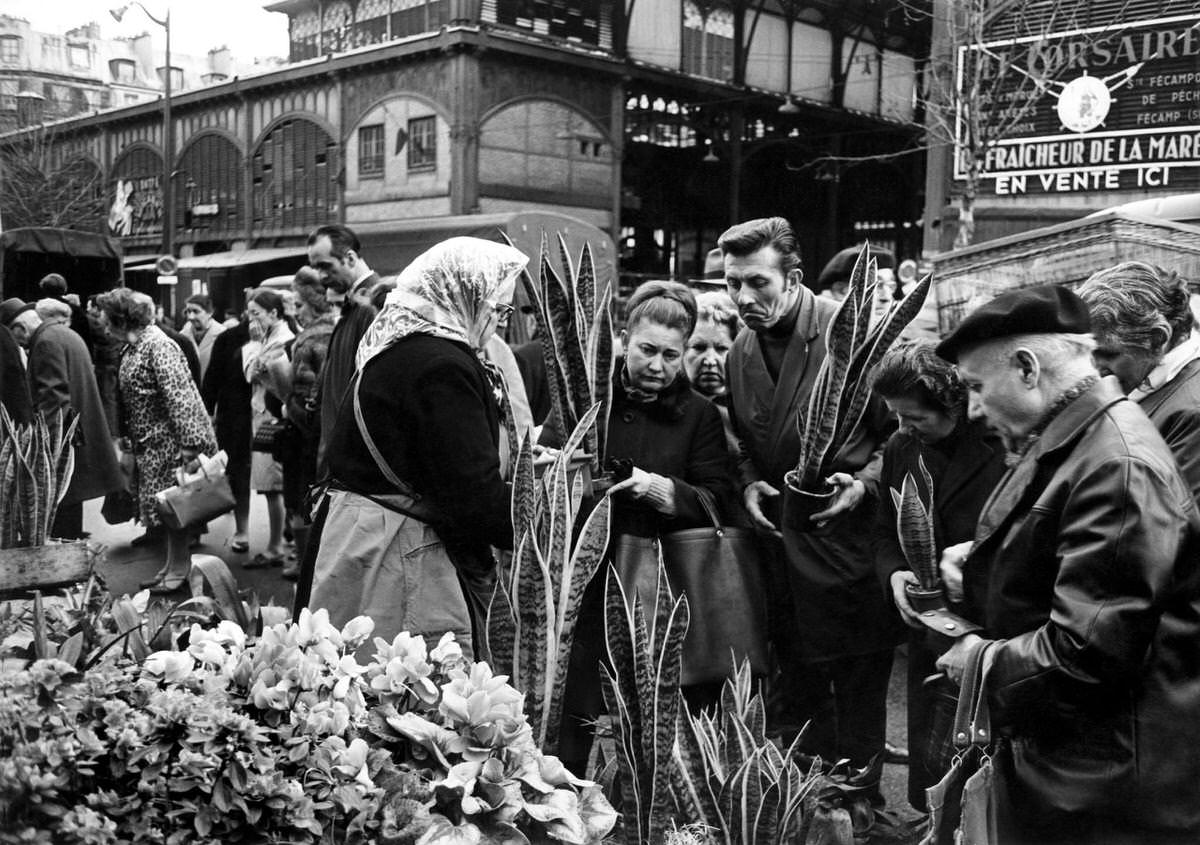 #147 House plants stallholder outside Les Halles, historically the central market of Paris, 1969