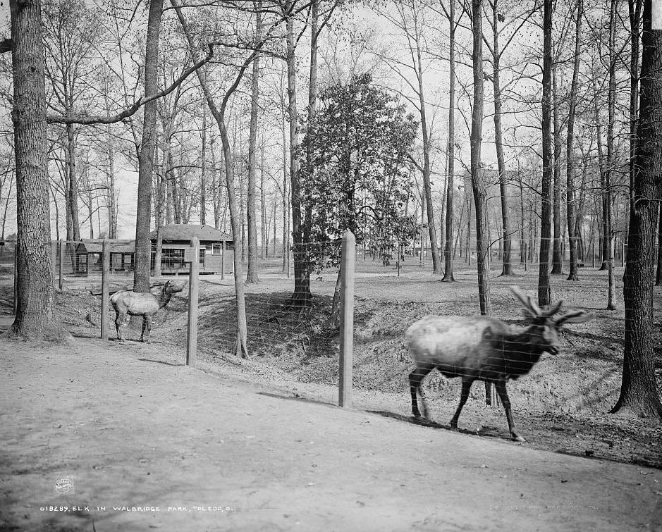 #38 Elk in Walbridge Park, Toledo, Ohio, 1905