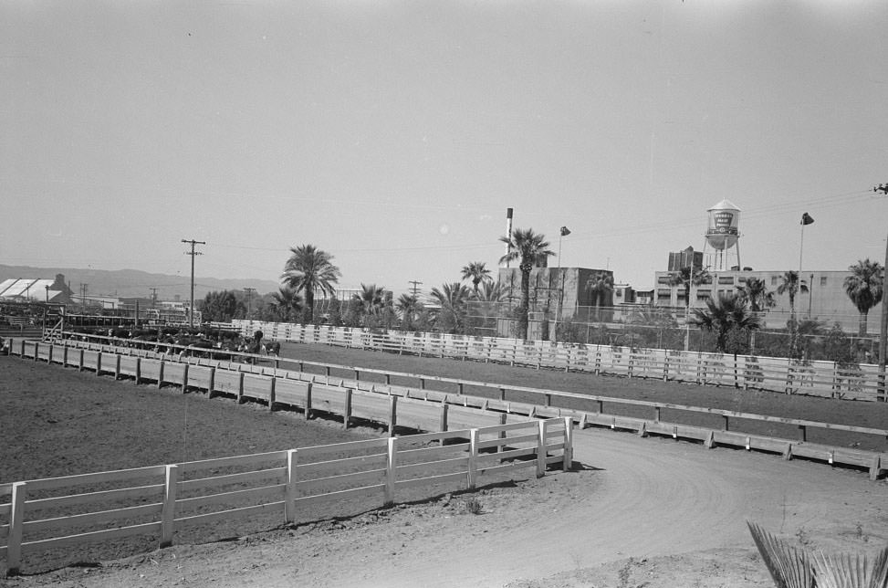 #50 View of large packing plant and adjacent pens, Phoenix, Arizona, 1940