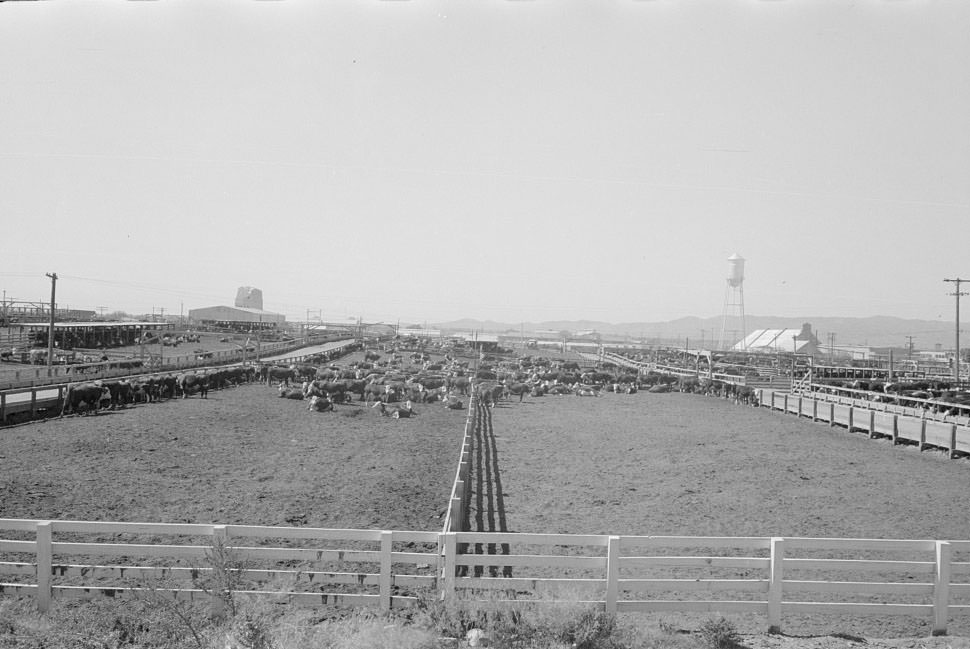 #140 Pens and cattle of large meatpacking plant in Phoenix, Arizona, 1940