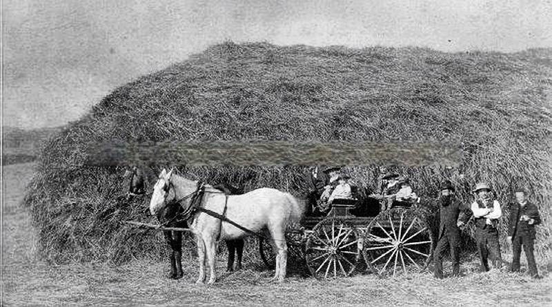 #63 Horses and Buggy in Front of Haystack, 1880