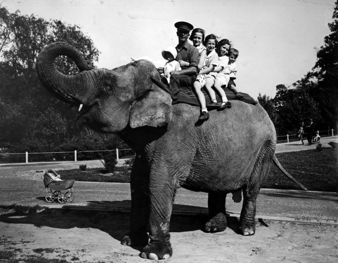 #40 Miss Jim and her keeper, Phil Rost, giving children a free ride at the St. Louis Zoo, 1932