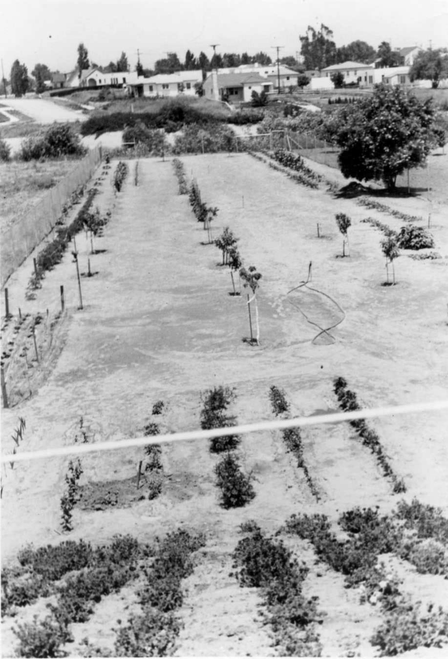 #17 An unidentified orchard and garden in Corpus Christi, Texas around the time of a hurricane in 1919.