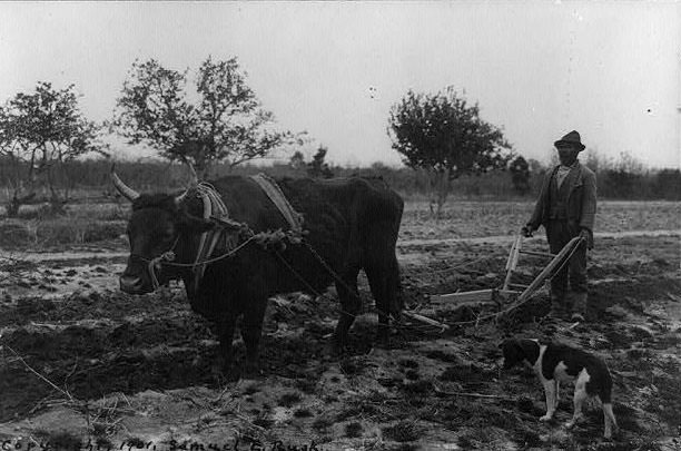 #13 Down on the farm, 1901